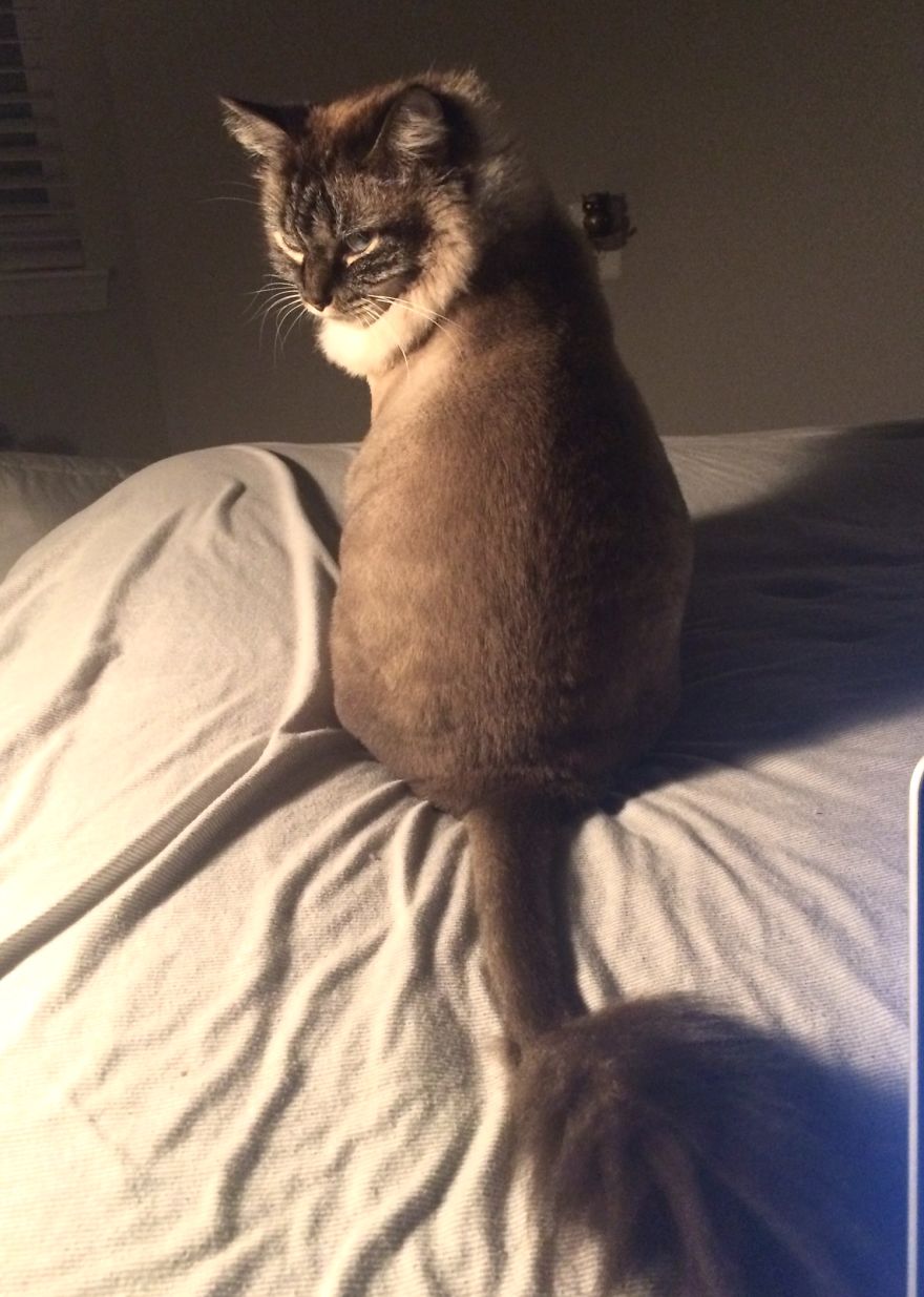 The Tail Of A Testy Kitty