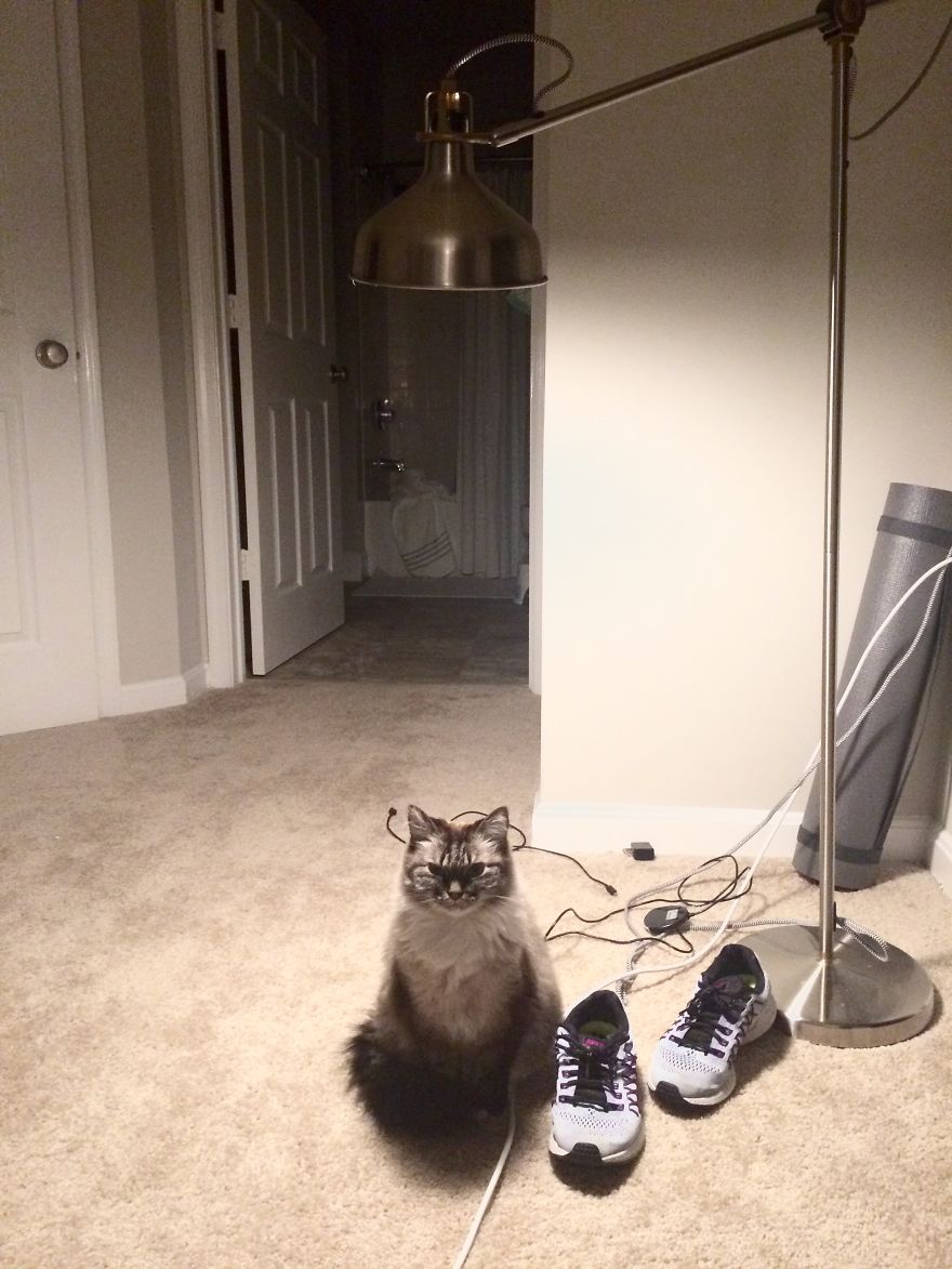 The Tail Of A Testy Kitty The Tail Of A Testy Kitty