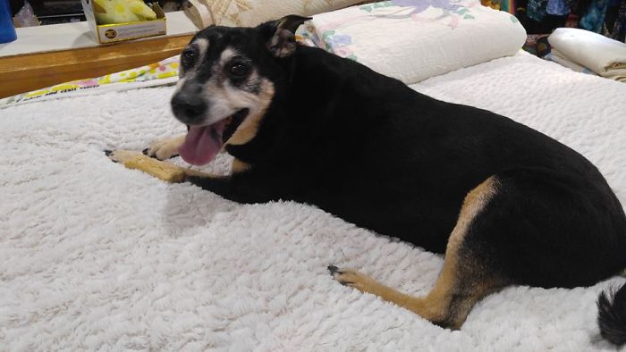 This Was Lily, A 9 Year Old Shiba Inu Mix I Rescued From The Humane Society After Her Previous Family Dumped Her Due To Her Health Problems. Cancer Claimed Her Three Years Later But She Was An Amazing Girl And I Still Miss Her So Much. I Keep Her Ashes In My Room.