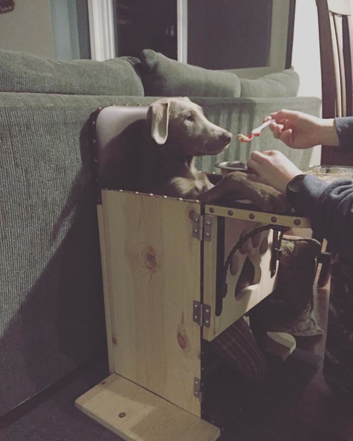 Adorable Labrador Has To Eat In A High Chair Because Of A Rare Medical Condition