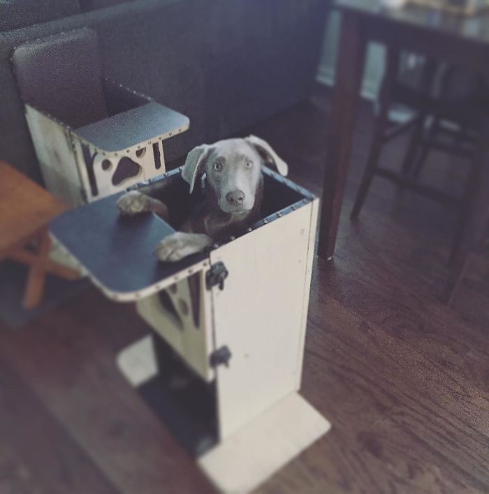 Adorable Labrador Has To Eat In A High Chair Because Of A Rare Medical Condition Adorable Labrador Has To Eat In A High Chair Because Of A Rare Medical Condition