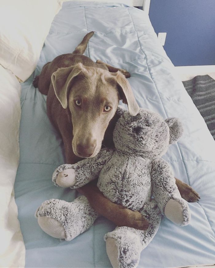 Adorable Labrador Has To Eat In A High Chair Because Of A Rare Medical Condition Adorable Labrador Has To Eat In A High Chair Because Of A Rare Medical Condition