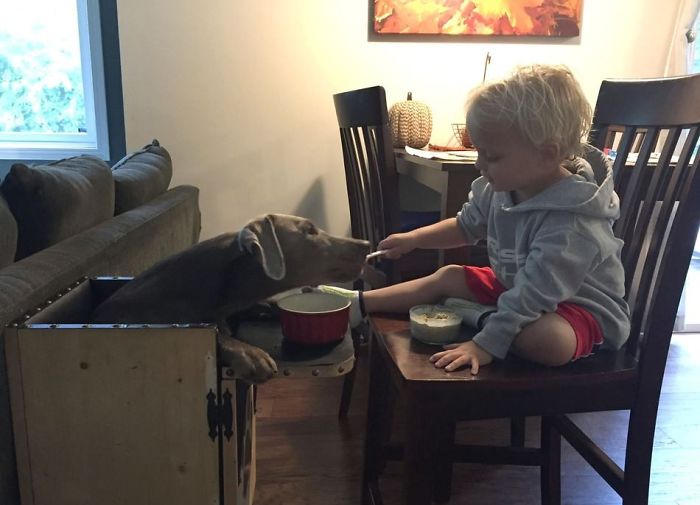 Adorable Labrador Has To Eat In A High Chair Because Of A Rare Medical Condition Adorable Labrador Has To Eat In A High Chair Because Of A Rare Medical Condition