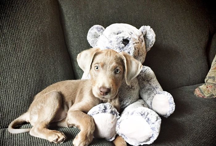 Adorable Labrador Has To Eat In A High Chair Because Of A Rare Medical Condition Adorable Labrador Has To Eat In A High Chair Because Of A Rare Medical Condition