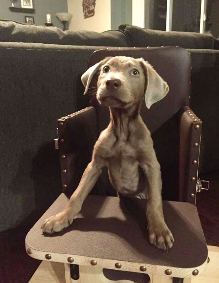 Adorable Labrador Has To Eat In A High Chair Because Of A Rare Medical Condition Adorable Labrador Has To Eat In A High Chair Because Of A Rare Medical Condition
