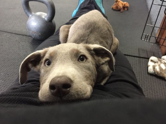 Adorable Labrador Has To Eat In A High Chair Because Of A Rare Medical Condition