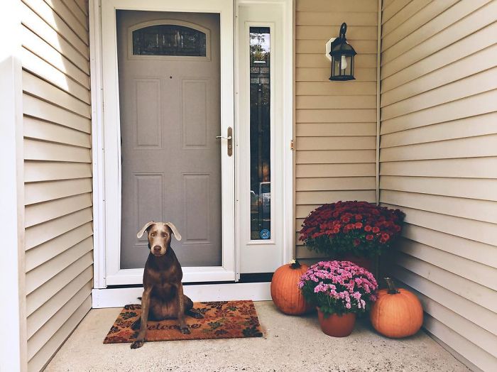 Adorable Labrador Has To Eat In A High Chair Because Of A Rare Medical Condition