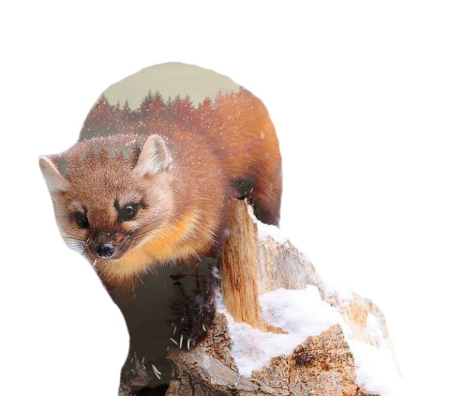 I Use Double Exposure To Create A Series That Merge Wildlife With Landscapes