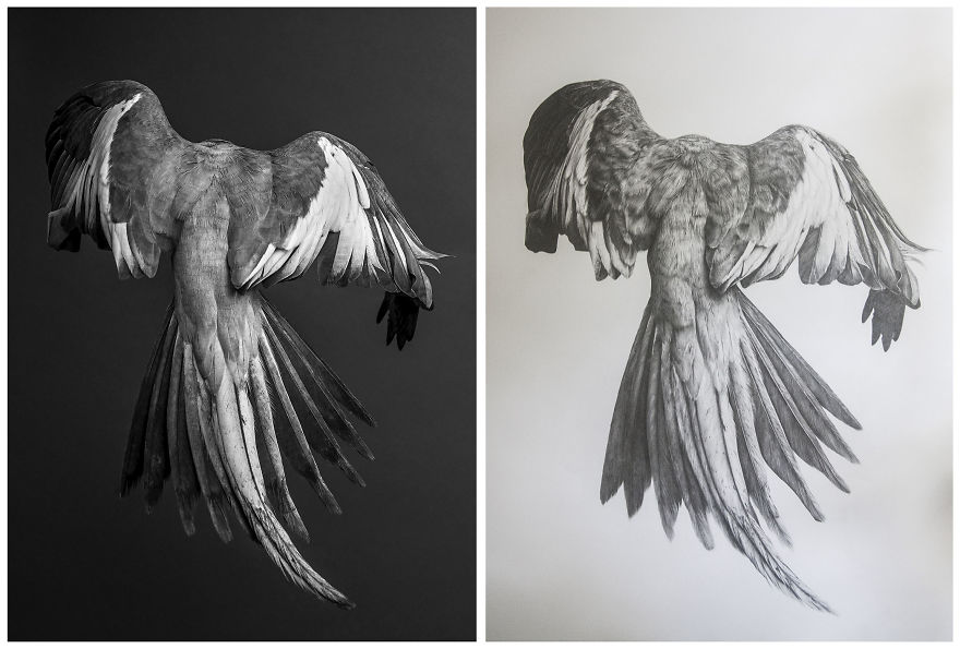 I Ripped This Illustration In Half