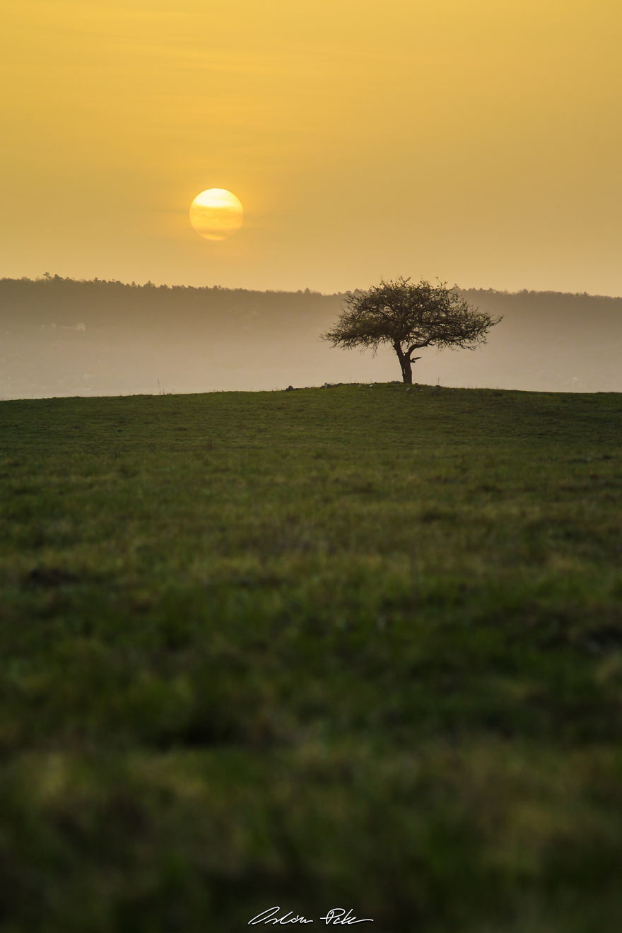 I Spent Years To Photograph The Exact Same Tree, But The Result Is Very Different. I Spent Years To Photograph The Exact Same Tree, But The Result Is Very Different.