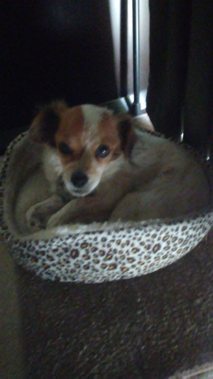 Small dog resting in a leopard print pet bed, highlighting hilarious new pet names people now use instead of the original ones.