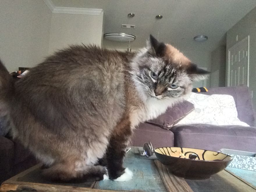 The Tail Of A Testy Kitty The Tail Of A Testy Kitty