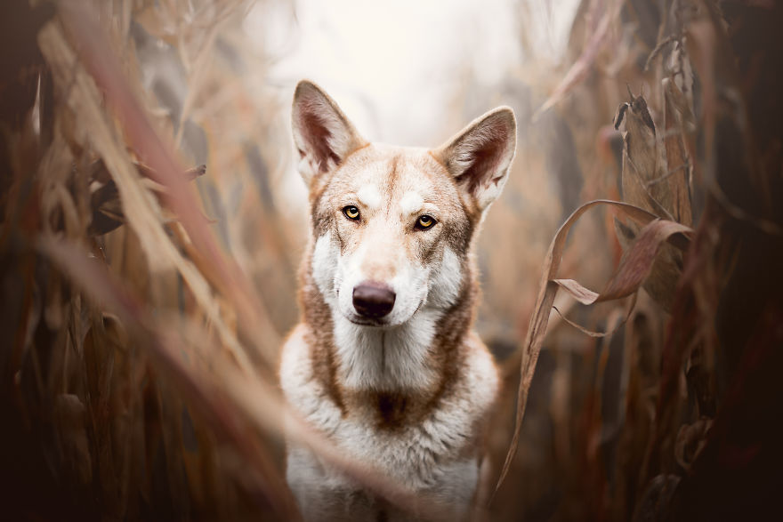 My Most Popular Pics Since I Started Dog Photography My Most Popular Pics Since I Started Dog Photography