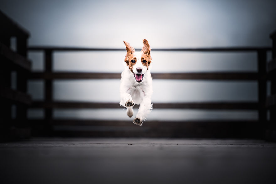 My Most Popular Pics Since I Started Dog Photography My Most Popular Pics Since I Started Dog Photography