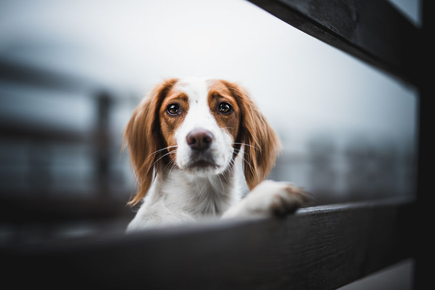 My Most Popular Pics Since I Started Dog Photography My Most Popular Pics Since I Started Dog Photography