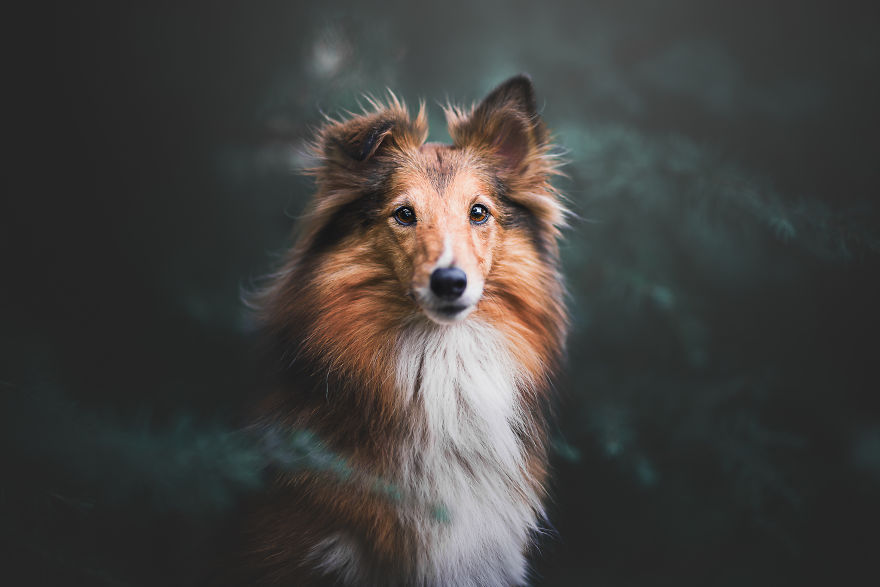 My Most Popular Pics Since I Started Dog Photography My Most Popular Pics Since I Started Dog Photography