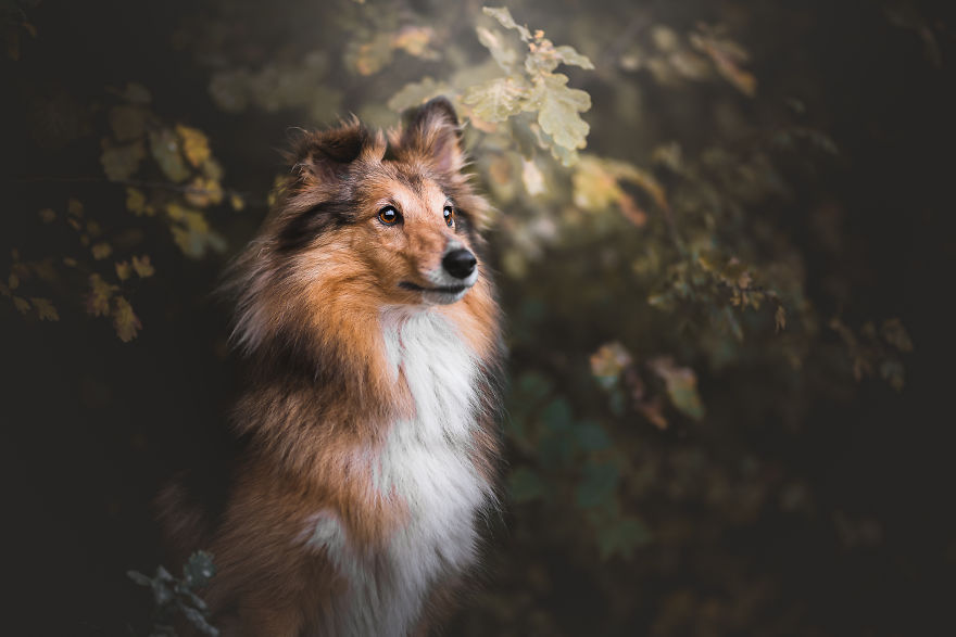 My Most Popular Pics Since I Started Dog Photography My Most Popular Pics Since I Started Dog Photography