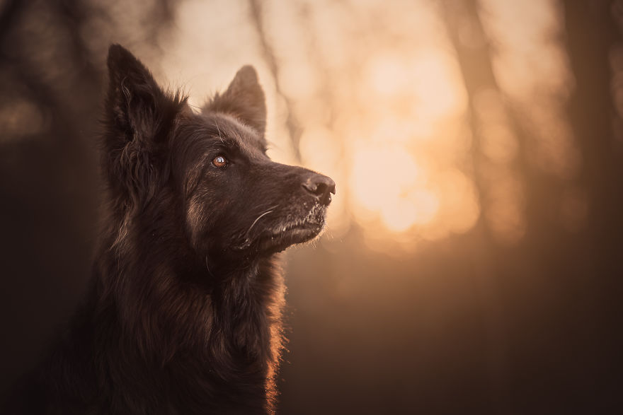 My Most Popular Pics Since I Started Dog Photography My Most Popular Pics Since I Started Dog Photography