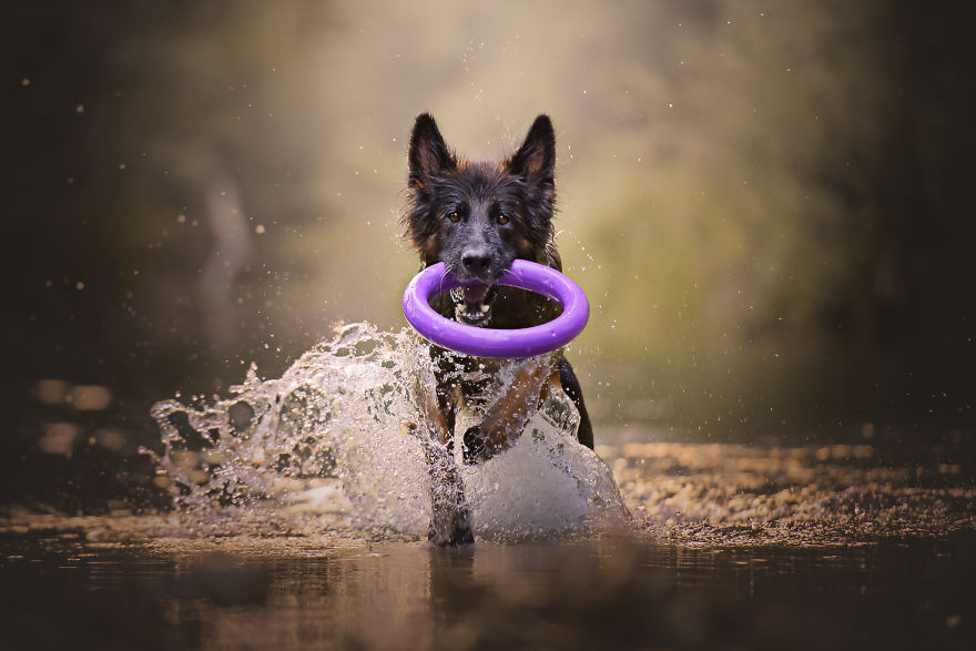 My Most Popular Pics Since I Started Dog Photography My Most Popular Pics Since I Started Dog Photography