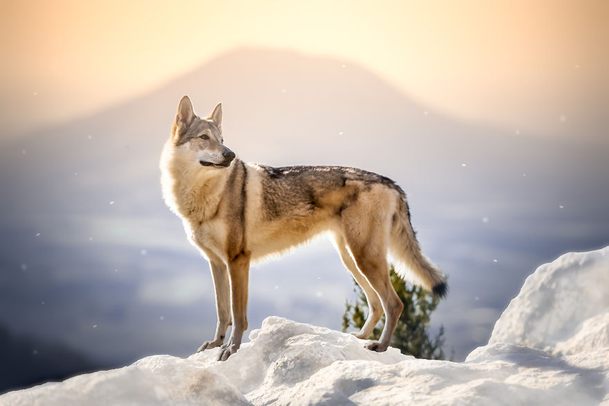 My Most Popular Pics Since I Started Dog Photography My Most Popular Pics Since I Started Dog Photography