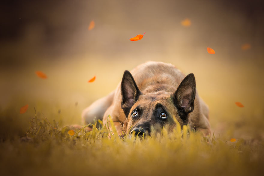 My Most Popular Pics Since I Started Dog Photography My Most Popular Pics Since I Started Dog Photography