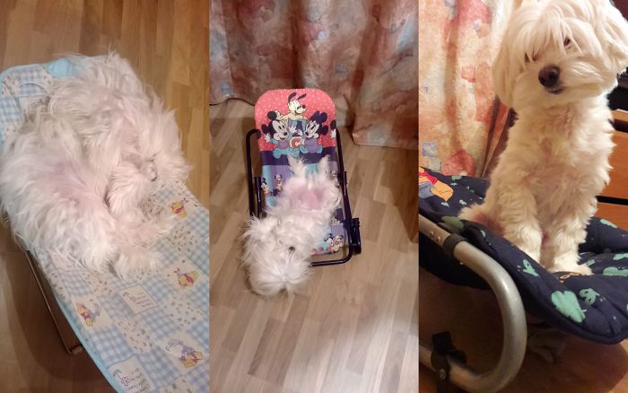 Maltese Hippie Was Born Completely Blind