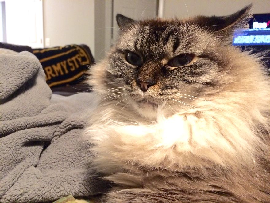 The Tail Of A Testy Kitty The Tail Of A Testy Kitty