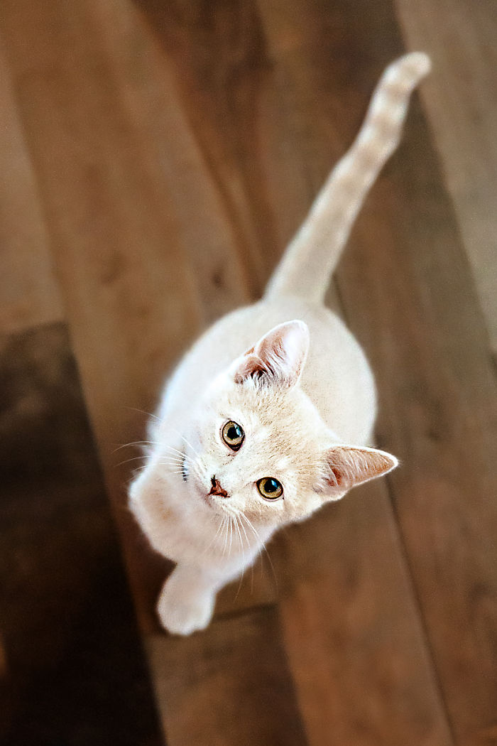 Light-colored cat looking up at the camera, one of the pets with new names people are sharing instead of the original.