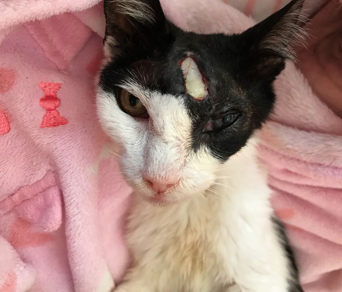 Oreo, 18 Years. Someone Broke Her Skull In The Street. I Rescued Her, She's Safe Now. Vet Says She Has Cancer And It's Full Of Tumours And Very Old. I Don't Care, She's My Perfect Girl And She Will Be Part Of My Family Until The End