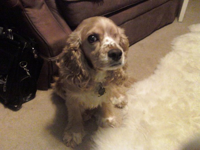 Odin My One-Eyed Pup