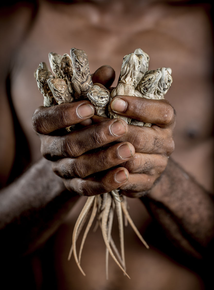 Handled With Care. Hatchling Jamaican Iguanas - Named The Rarest Lizard In The World - Are Collected And Reared In Captivity Before Being Released Back Into The Wild To Give Them A Better Chance At Survival