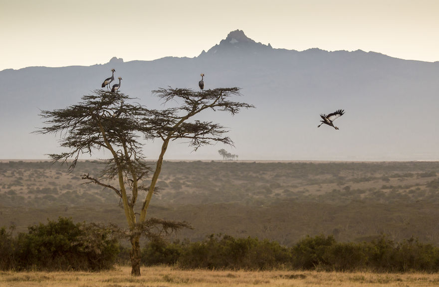 Crowned Cranes Glide From A Tree In Front Of Mount Kenya At Daw
