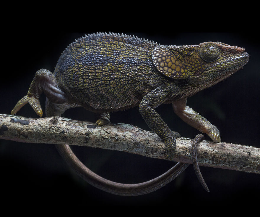 Short Horned Chameleon In Andasibe, Madagascar