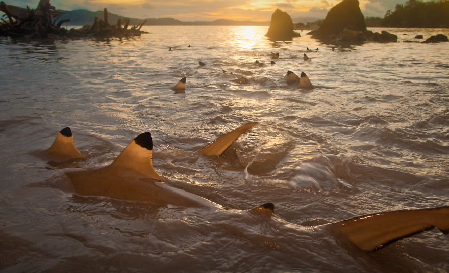 Black-Tipped Reef Sharks Off The Coast Of The Uninhabited Tetapare In The Solomon Islands