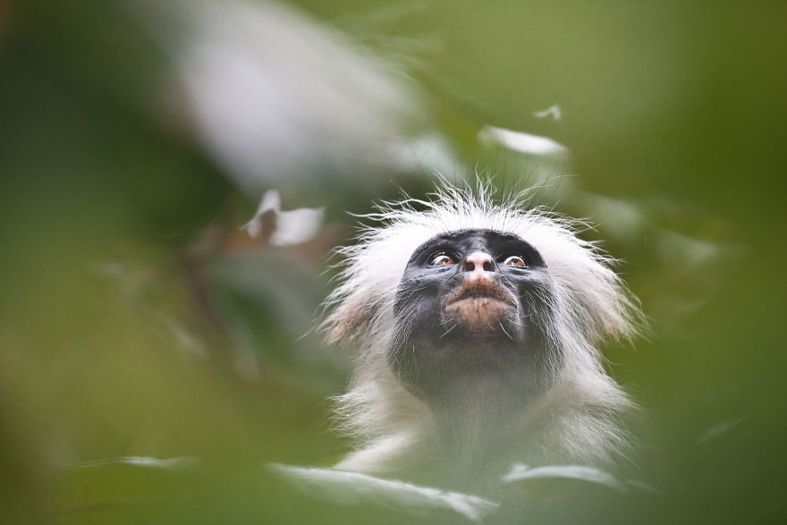 An Endangered Zanzibar Red Colobus Monkey In Zanzibar, Tanzania