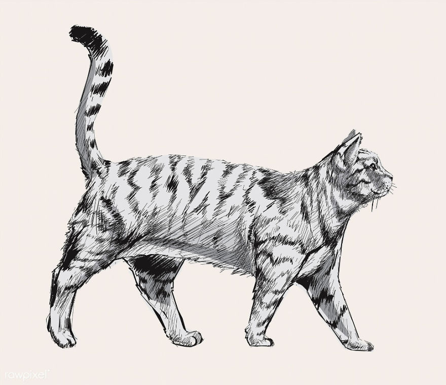 Our Designer Just Illustrated Different Types Of Cat Breeds And We Are Freaking Out By How Cute They Are