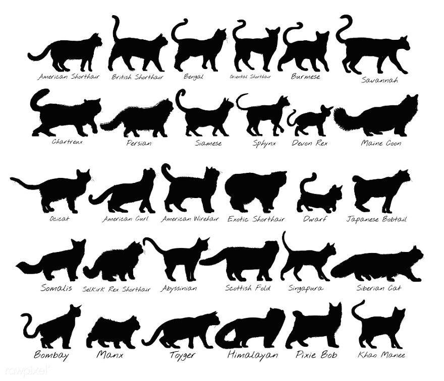 Our Designer Just Illustrated Different Types Of Cat Breeds And We Are Freaking Out By How Cute They Are