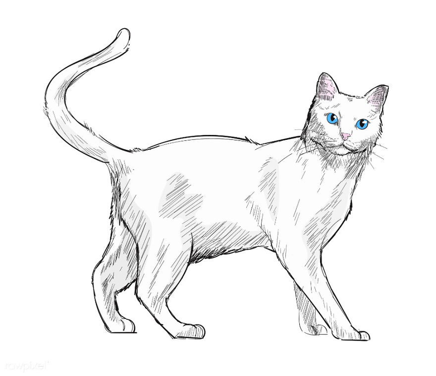 Our Designer Just Illustrated Different Types Of Cat Breeds And We Are Freaking Out By How Cute They Are
