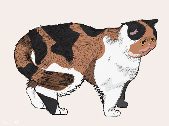 Our Designer Just Illustrated Different Types Of Cat Breeds And We Are Freaking Out By How Cute They Are