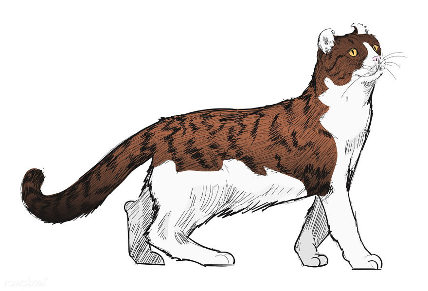 Our Designer Just Illustrated Different Types Of Cat Breeds And We Are Freaking Out By How Cute They Are