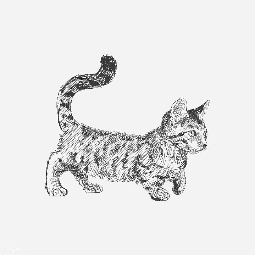 Our Designer Just Illustrated Different Types Of Cat Breeds And We Are Freaking Out By How Cute They Are