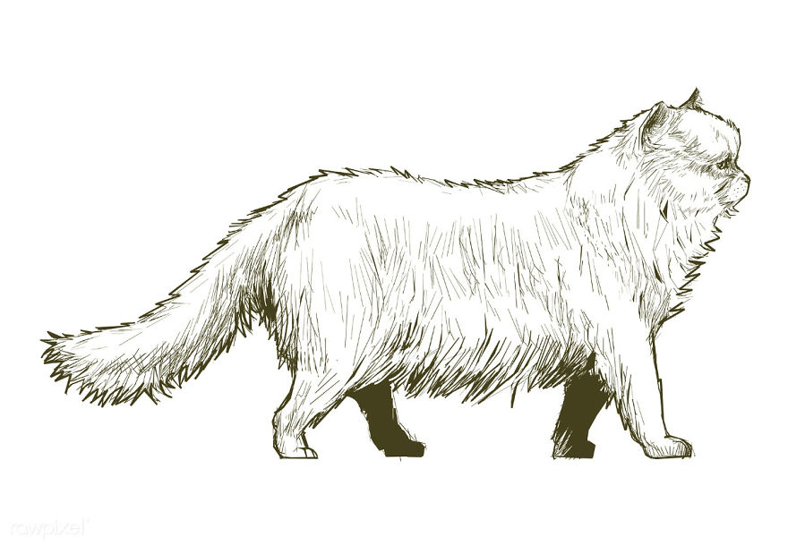 Our Designer Just Illustrated Different Types Of Cat Breeds And We Are Freaking Out By How Cute They Are