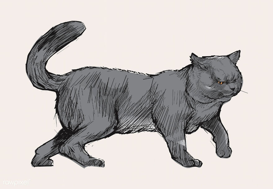 Our Designer Just Illustrated Different Types Of Cat Breeds And We Are Freaking Out By How Cute They Are