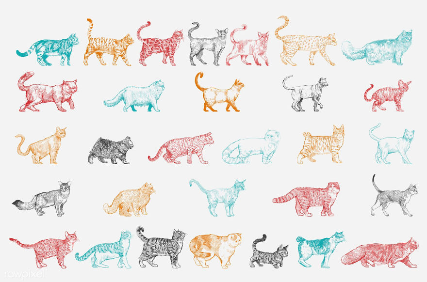 Our Designer Just Illustrated Different Types Of Cat Breeds And We Are Freaking Out By How Cute They Are