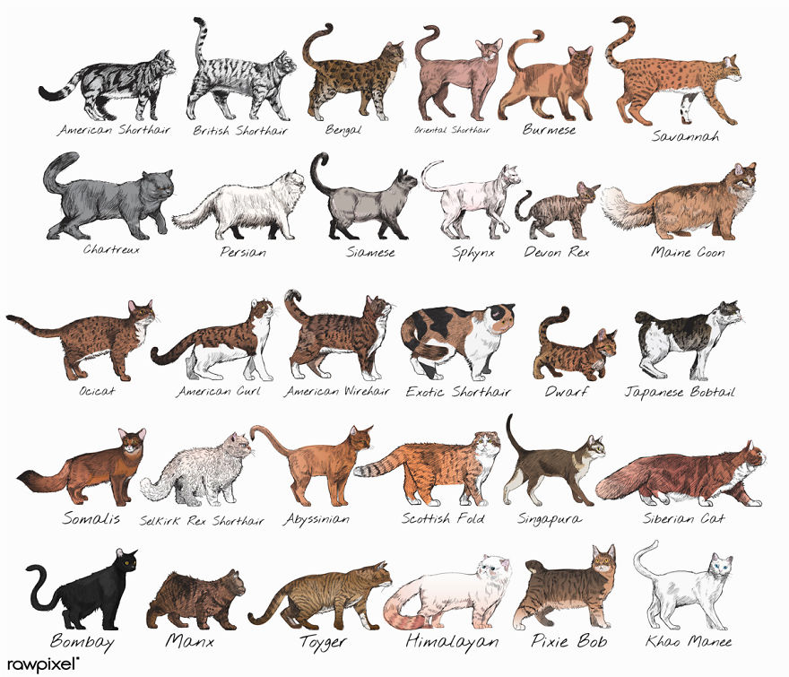 Our Designer Just Illustrated Different Types Of Cat Breeds And We Are Freaking Out By How Cute They Are