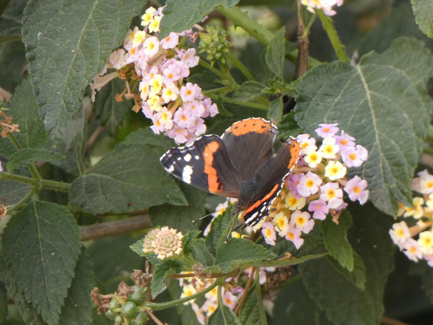 I Photograph Butterflies And Other Insects I Photograph Butterflies And Other Insects