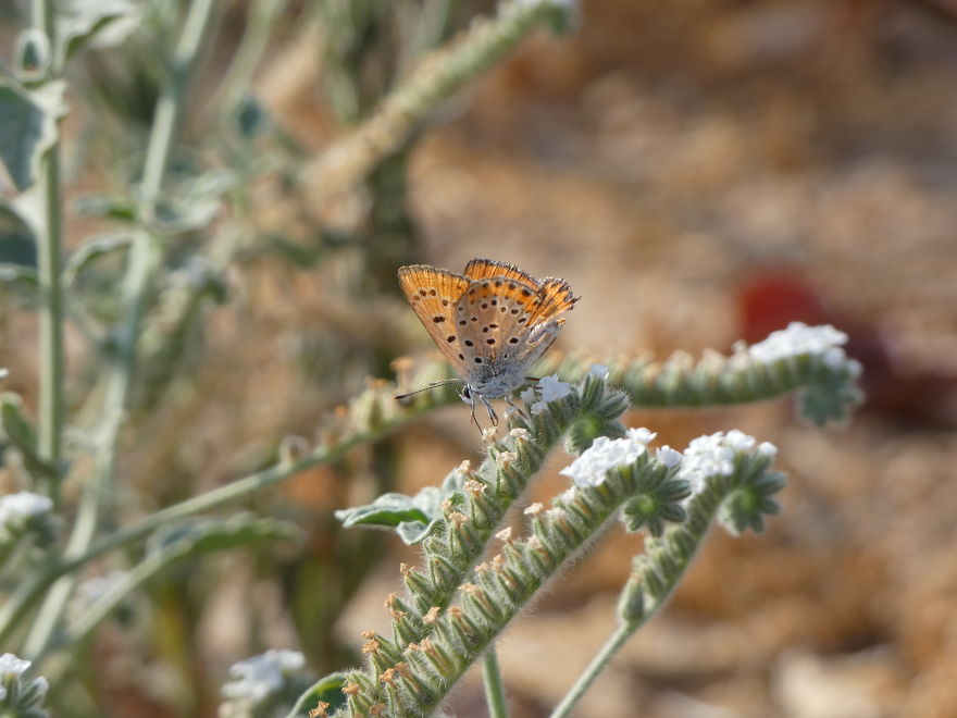 I Photograph Butterflies And Other Insects