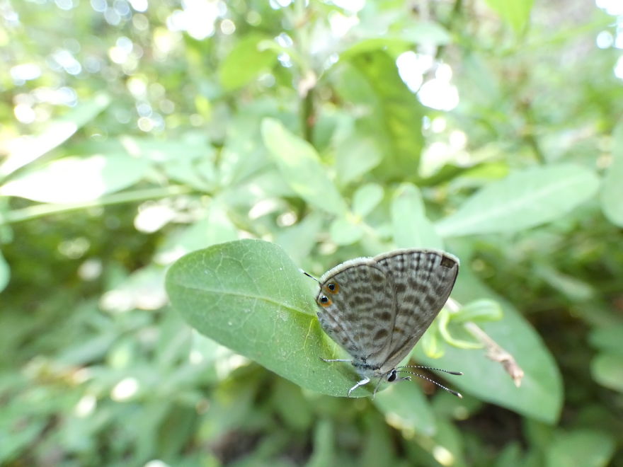 I Photograph Butterflies And Other Insects