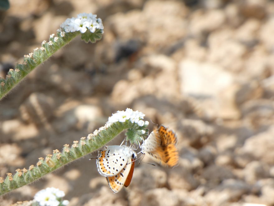 I Photograph Butterflies And Other Insects I Photograph Butterflies And Other Insects