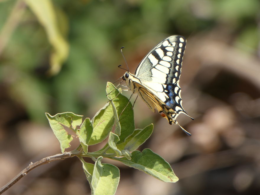 I Photograph Butterflies And Other Insects